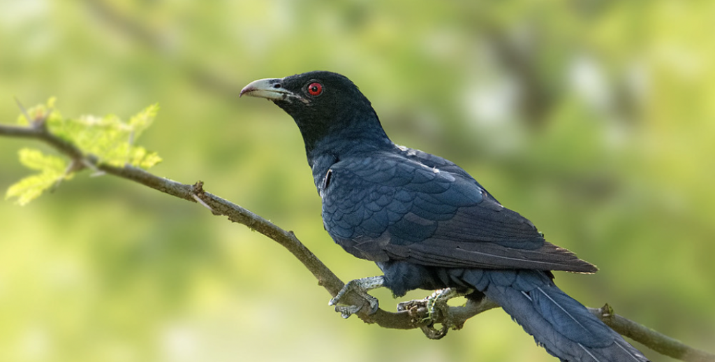 Short Essay on My Favourite Bird in Hindi Koyal (मेरा प्रिय पक्षी कोयल पर निबंध) 2 Short Essay on My Favourite Bird in Hindi (मेरा प्रिय पक्षी कोयल पर निबंध)